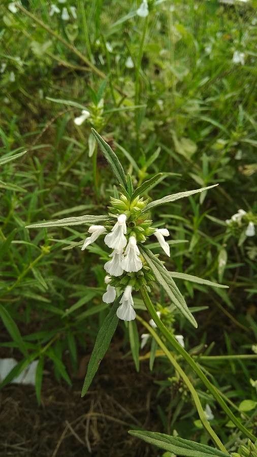 Leucas zeylanica — houseplant care guide