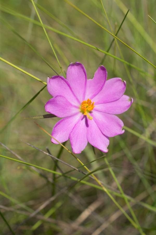 Sabatia gentianoides flower