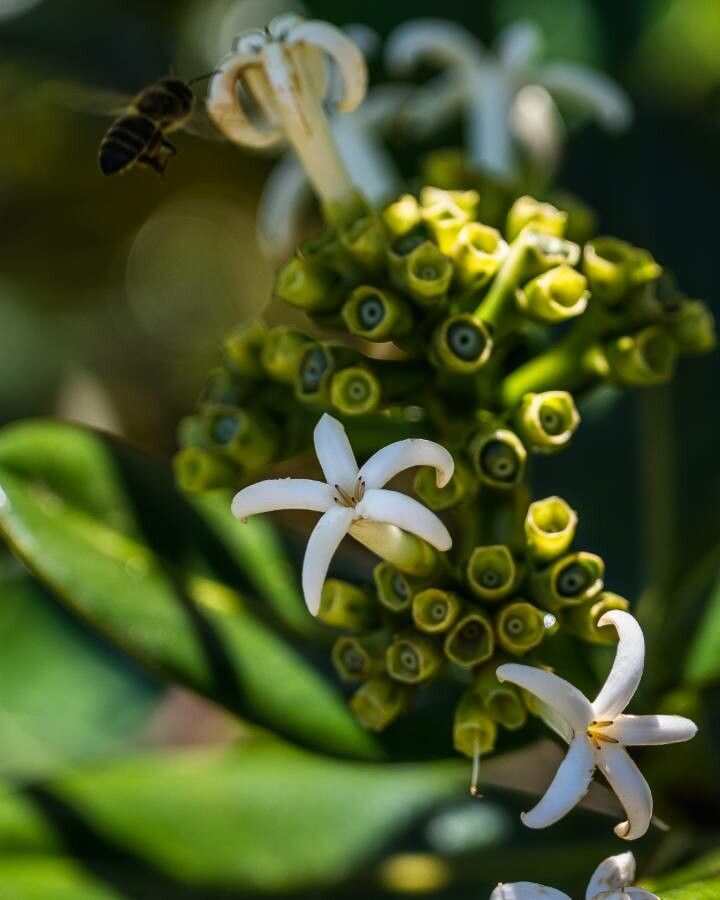 Gaertnera psychotrioides flower