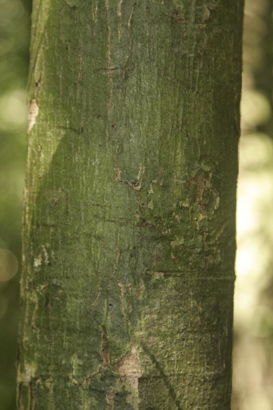 Licania laevigata — houseplant care guide