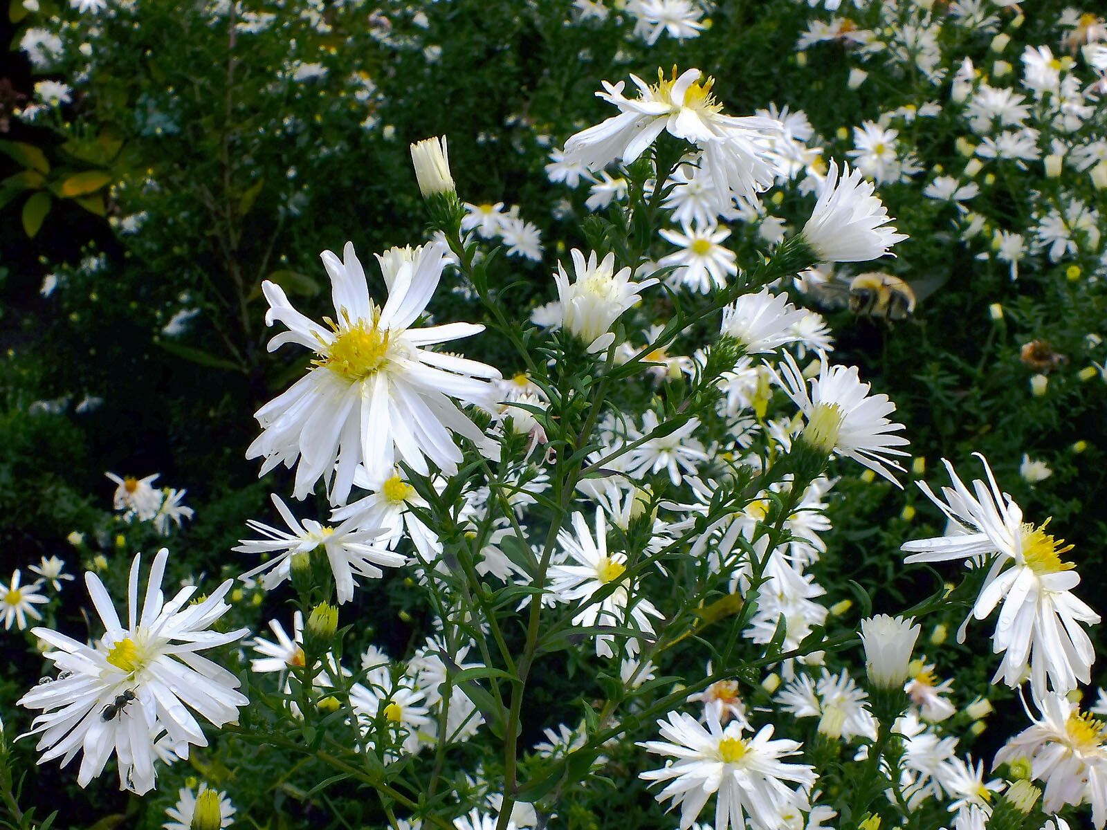Aster dumosus flower