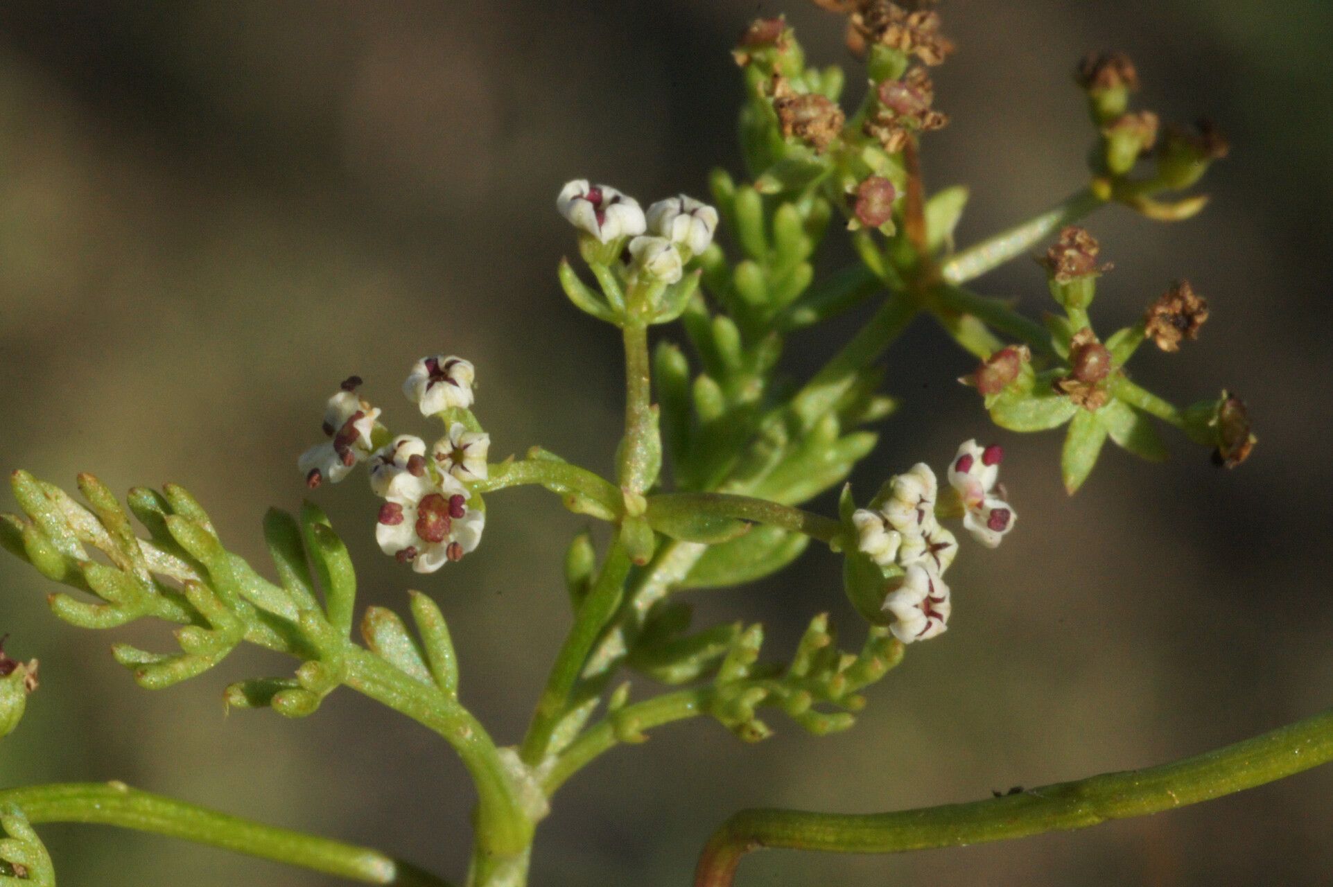 Caropsis verticillatoinundata habit