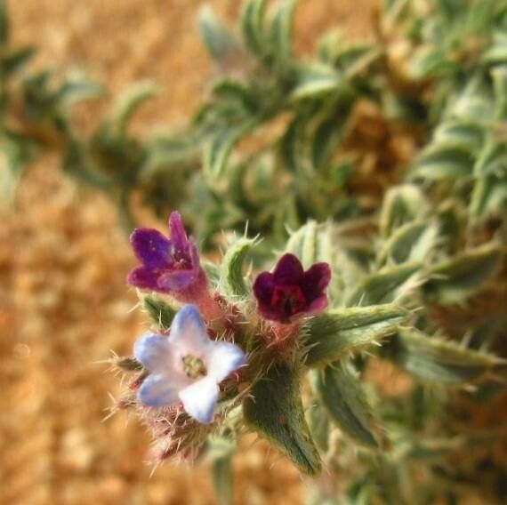 Moltkiopsis ciliata flower