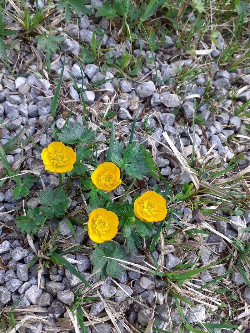 Ranunculus montanus flower