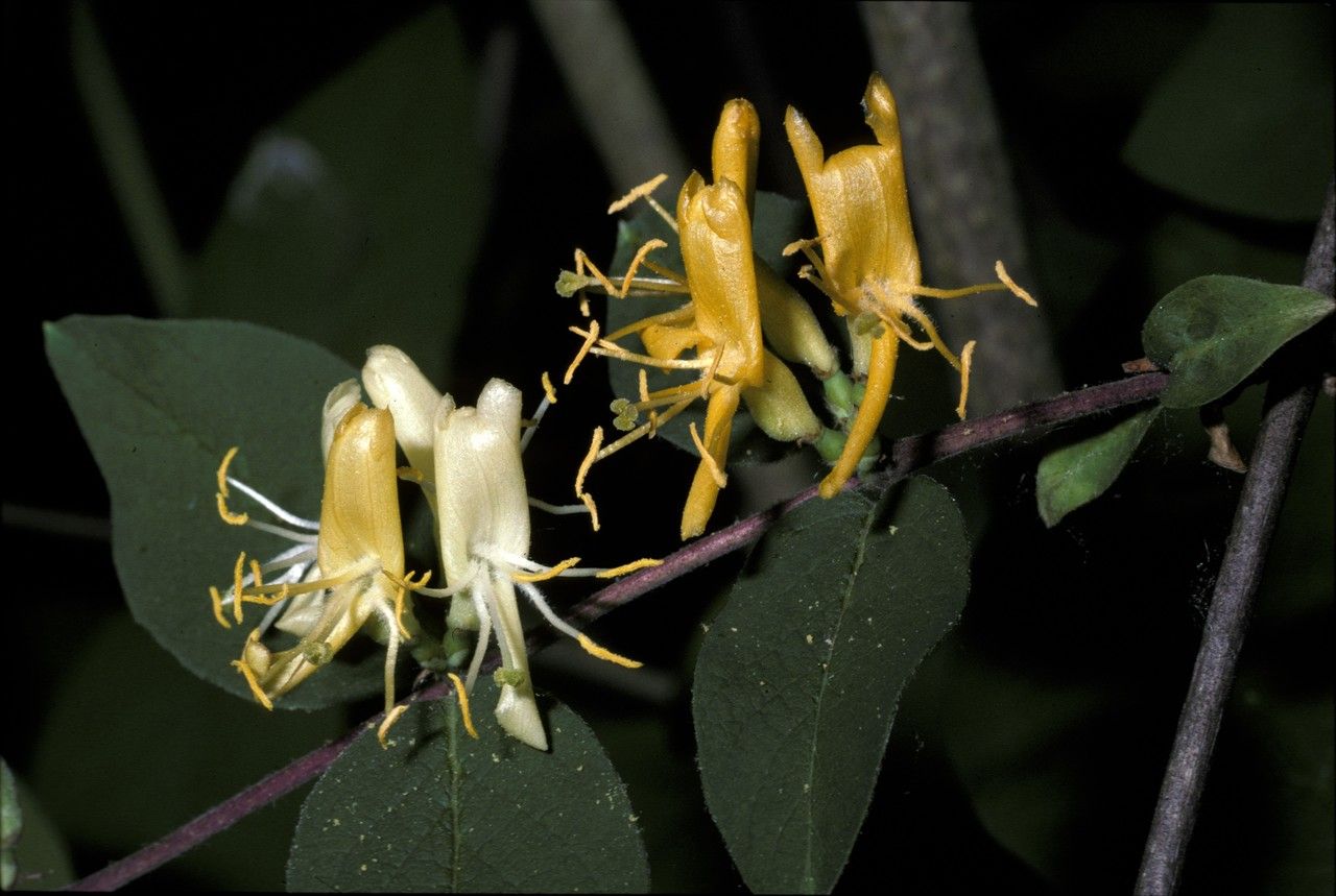 Lonicera quinquelocularis flower