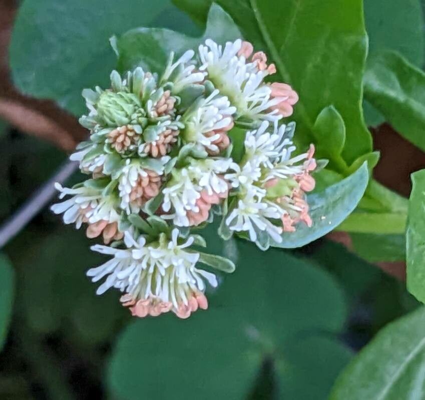 Reseda odorata flower
