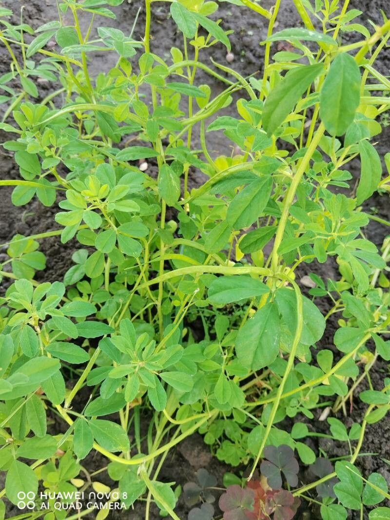 Trigonella foenum-graecum fruit