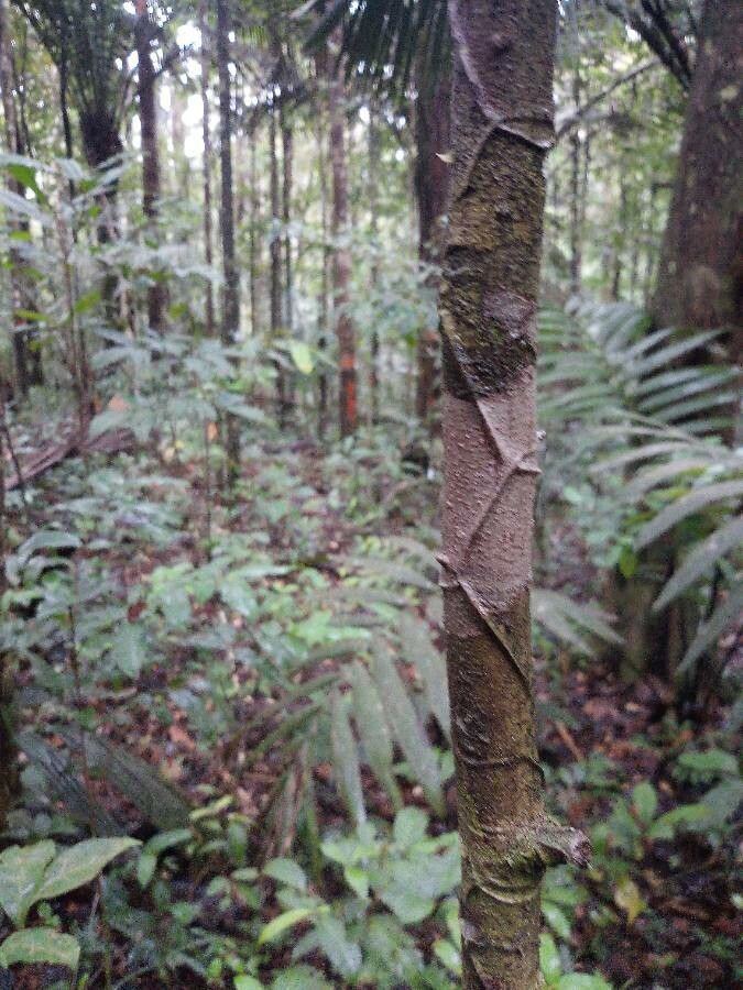 Micropholis guyanensis bark
