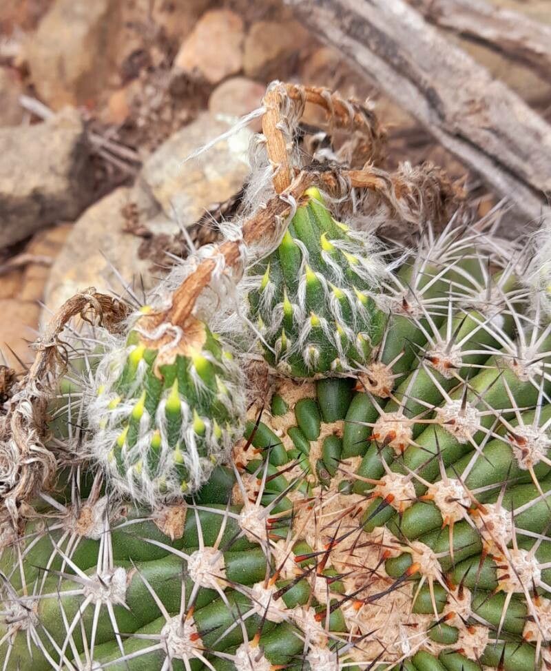 Echinopsis mamillosa other