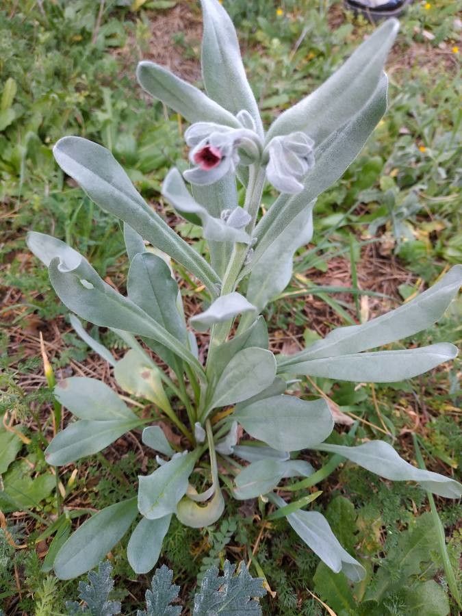 Alkanna matthioli leaf