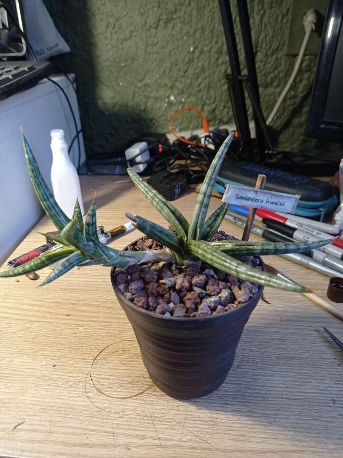 Sansevieria francisii habit