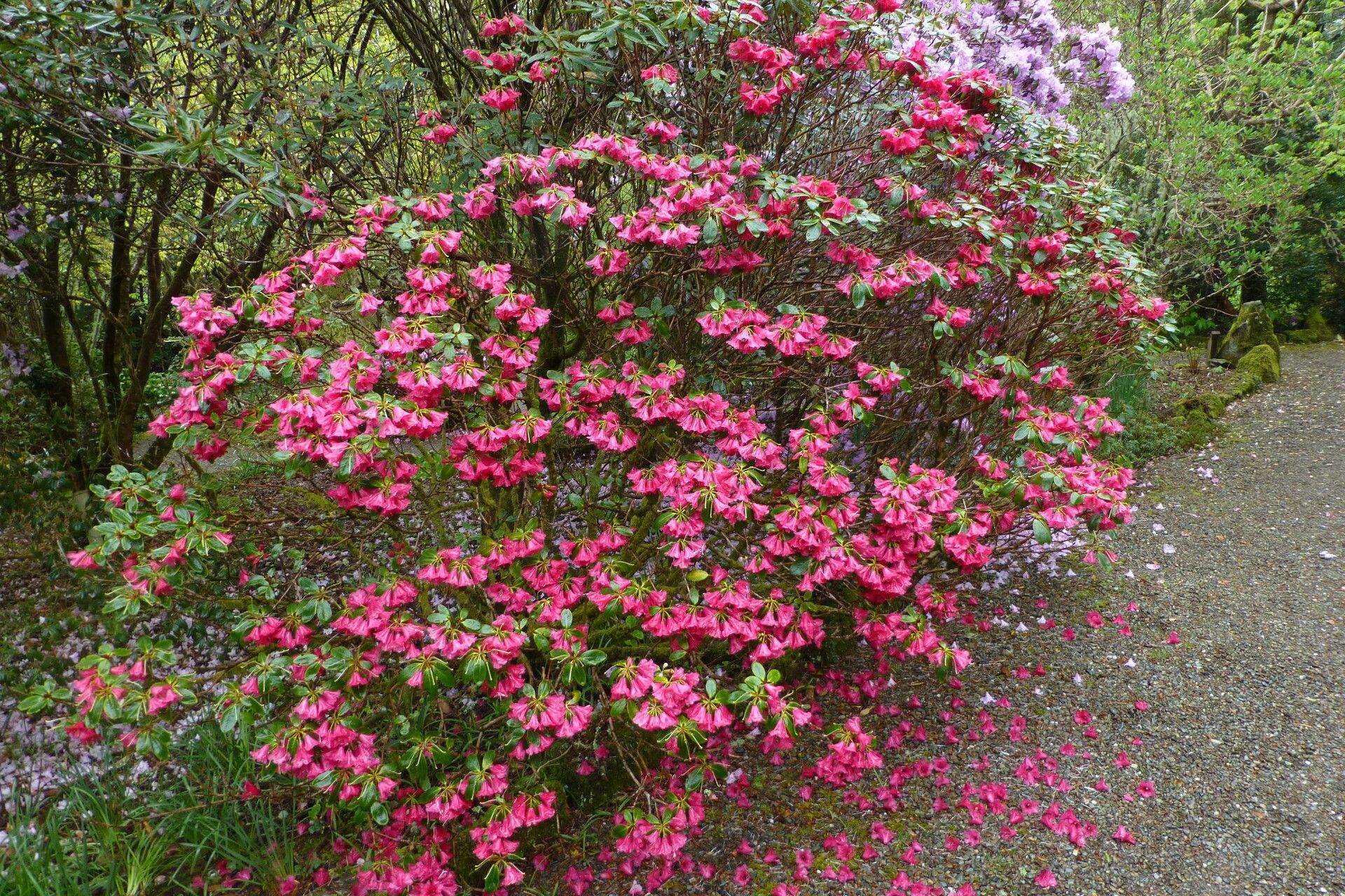 Rhododendron eudoxum habit