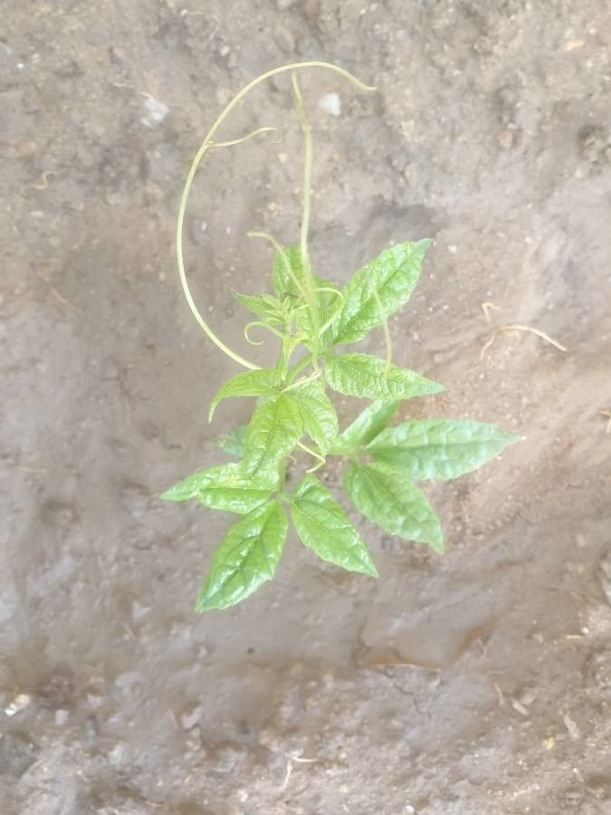 Telfairia occidentalis — search result for 'Cucurbitaceae'