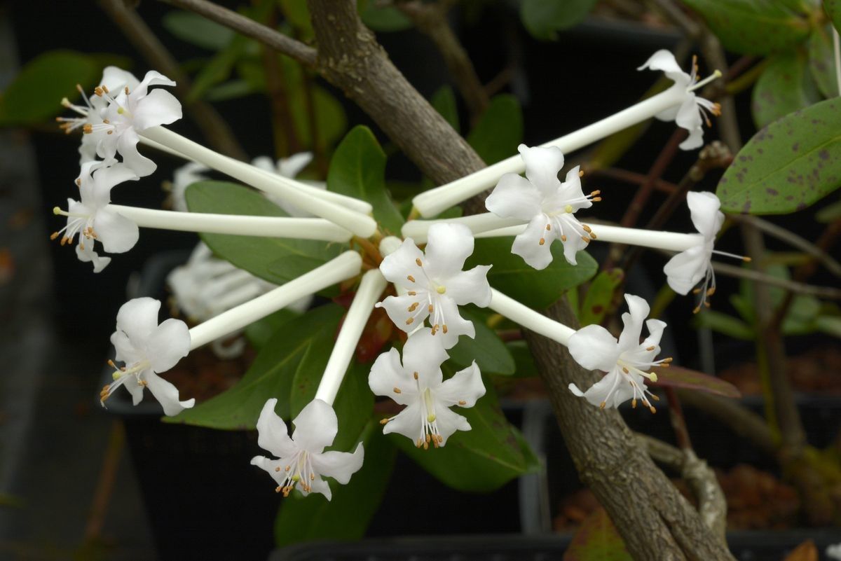 Rhododendron radians flower