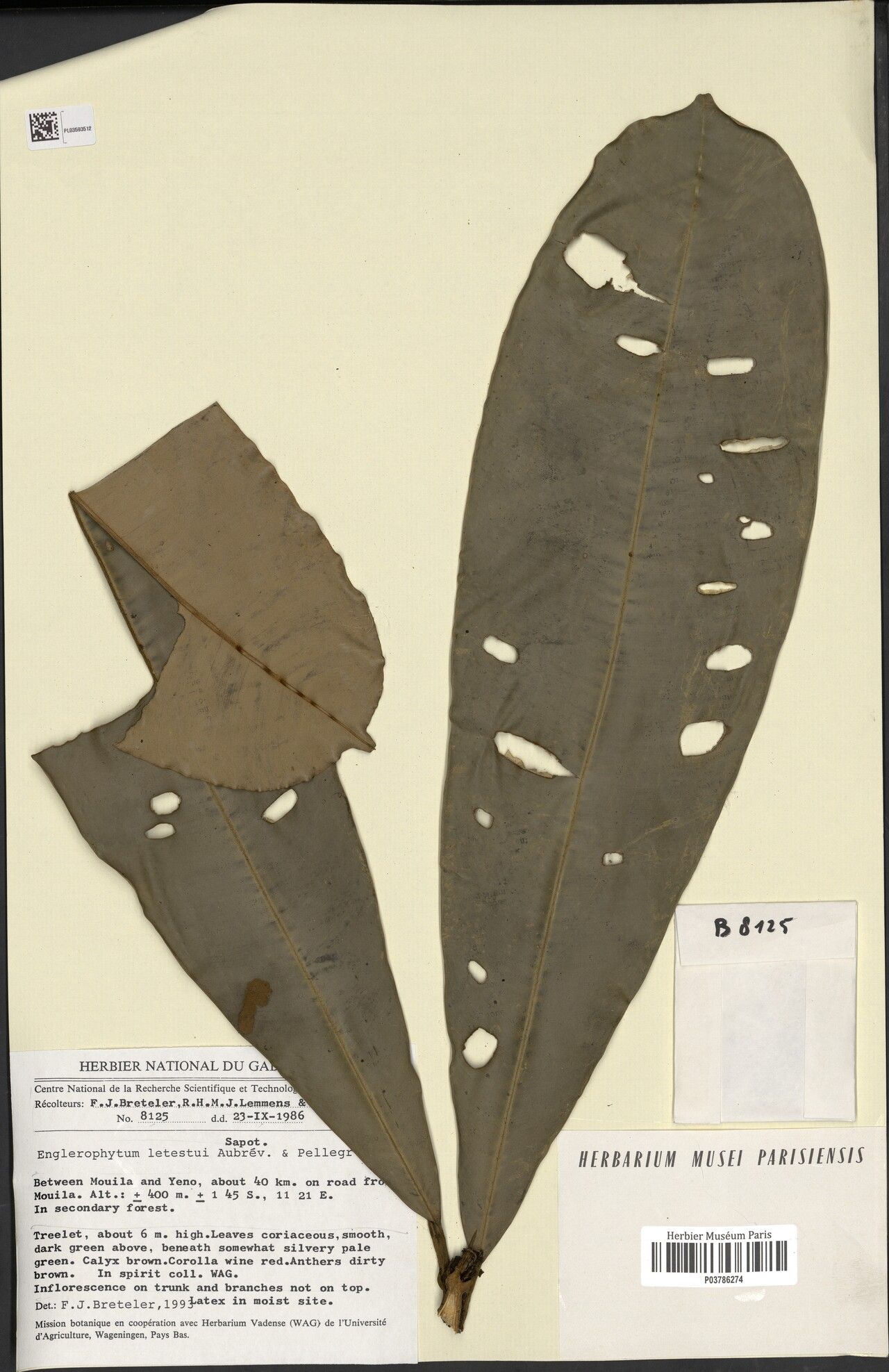 Englerophytum libenii — houseplant care guide