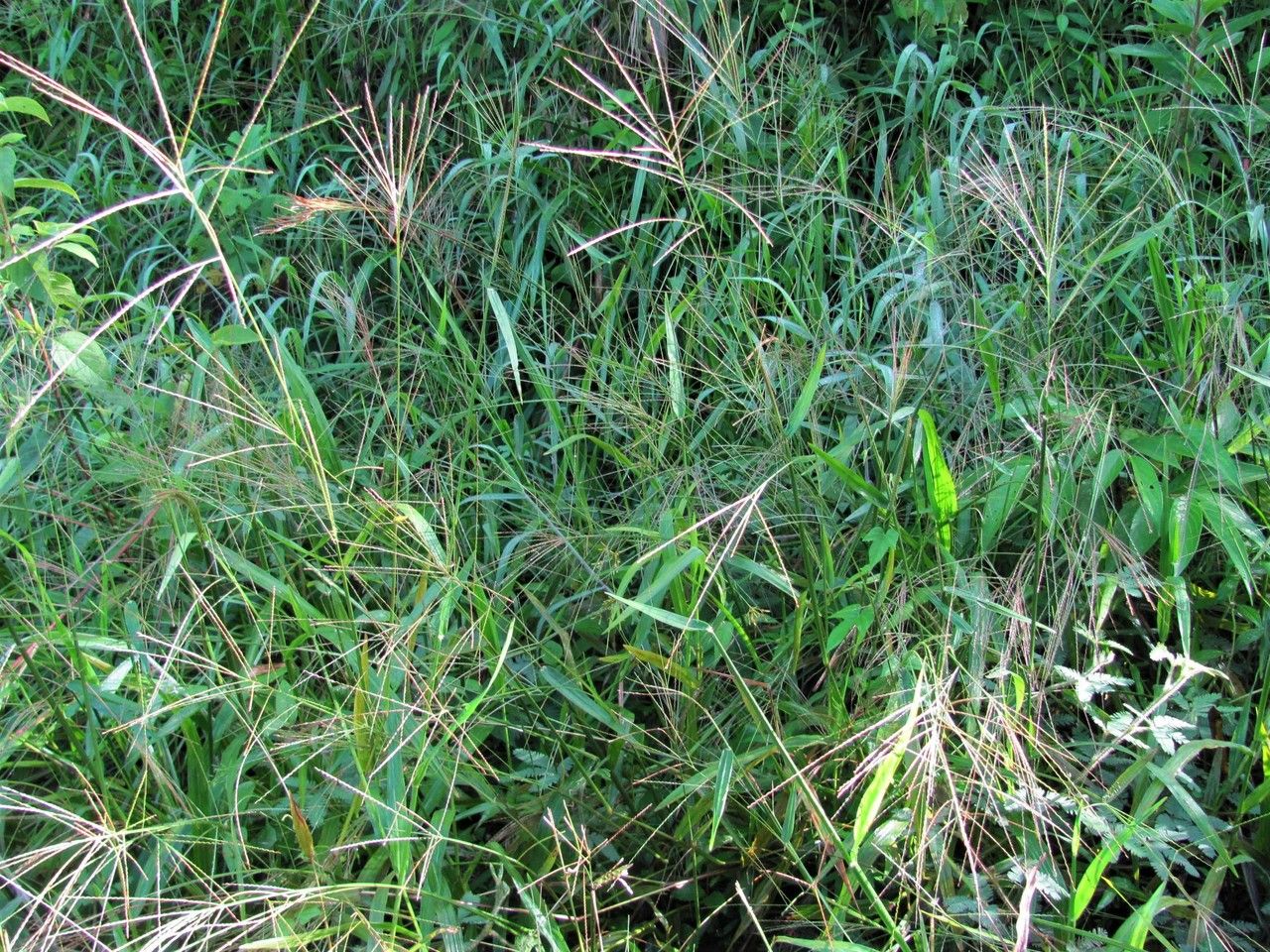 Axonopus micay habit