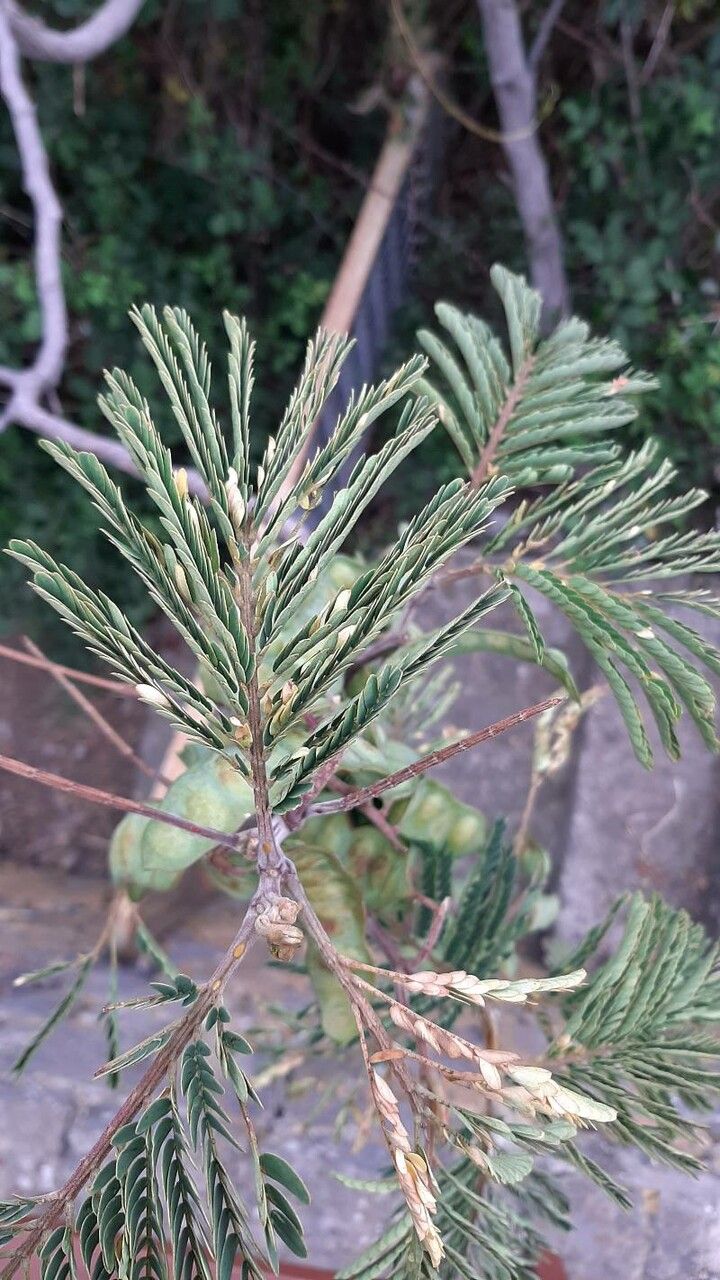 Acacia muricata leaf