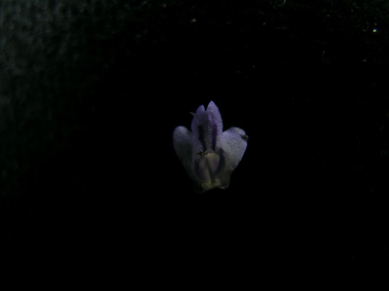 Isodon coetsa flower