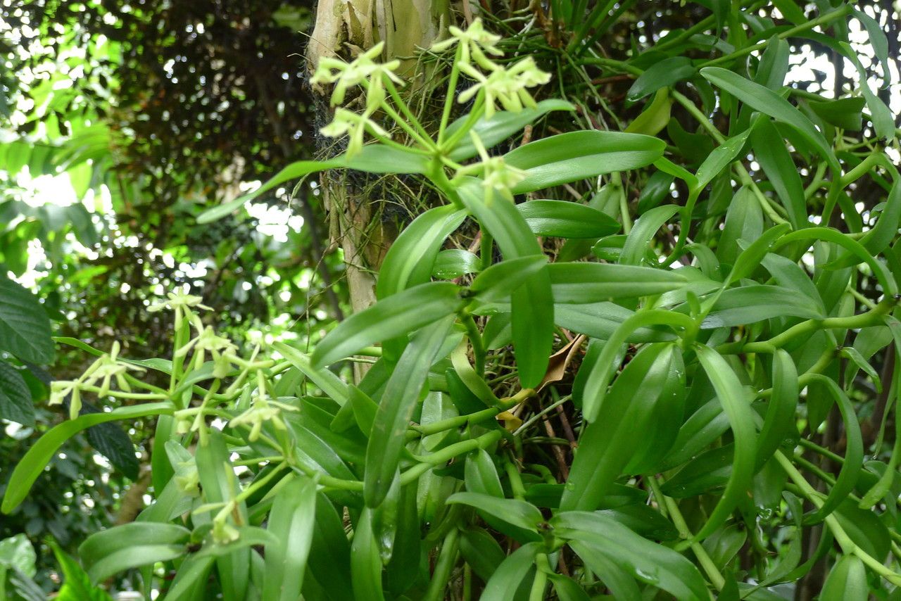 Epidendrum rigidum habit