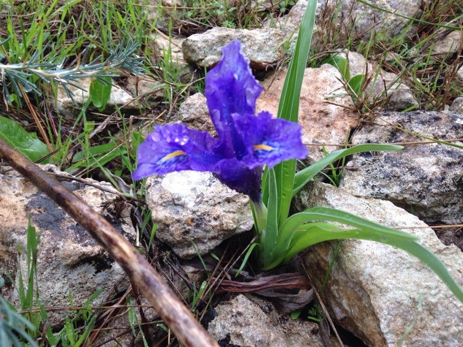 Iris planifolia — clay tolerant houseplant