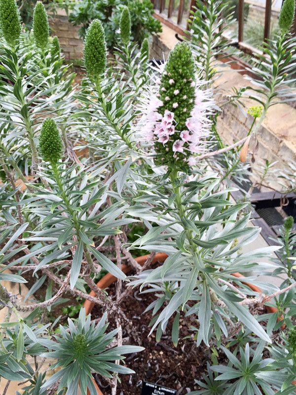 Echium hierrense leaf
