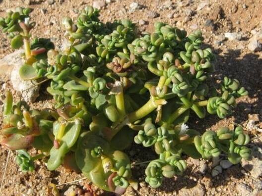 Mesembryanthemum juttae habit