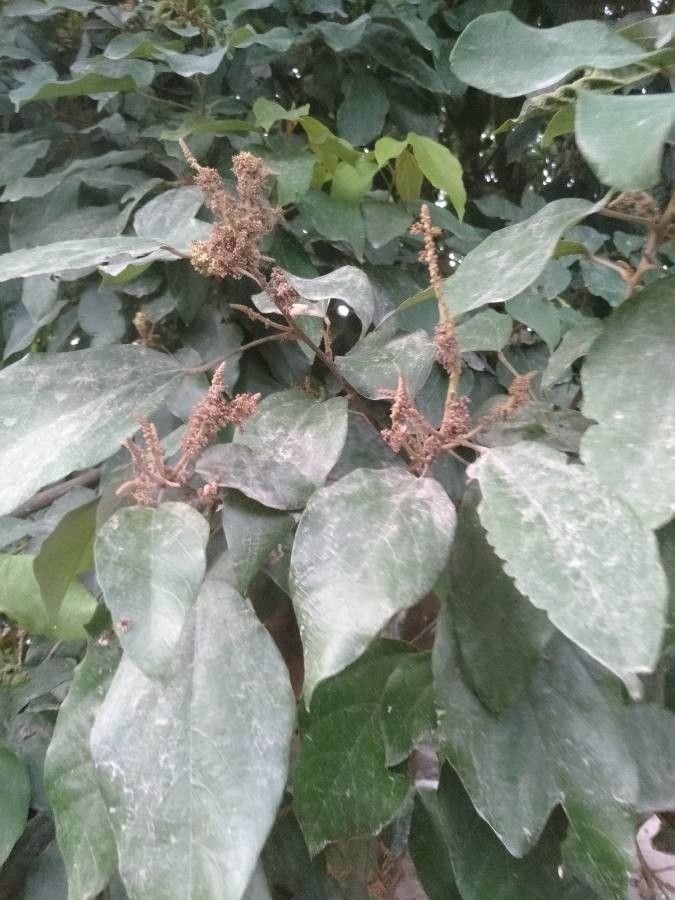 Mallotus philippensis flower