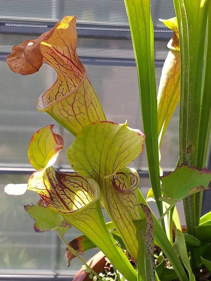 Sarracenia oreophila flower