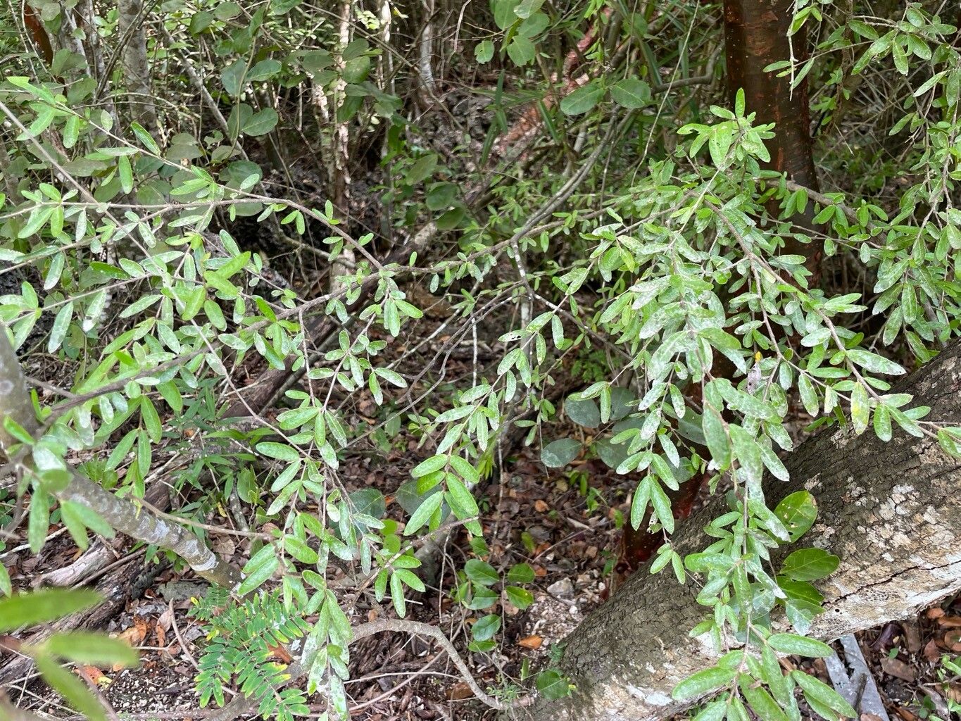 Malpighia cubensis habit