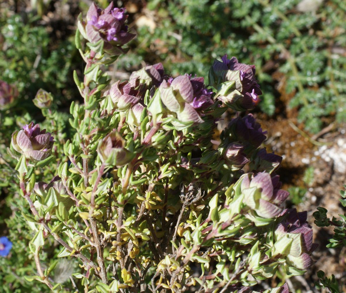 Thymus camphoratus habit