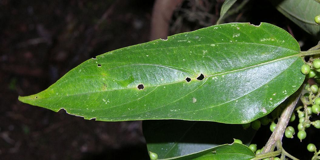 Pouzolzia obliqua leaf