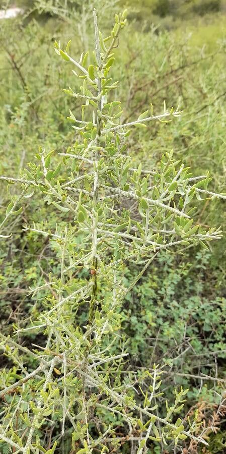 Cyclolepis genistoides habit