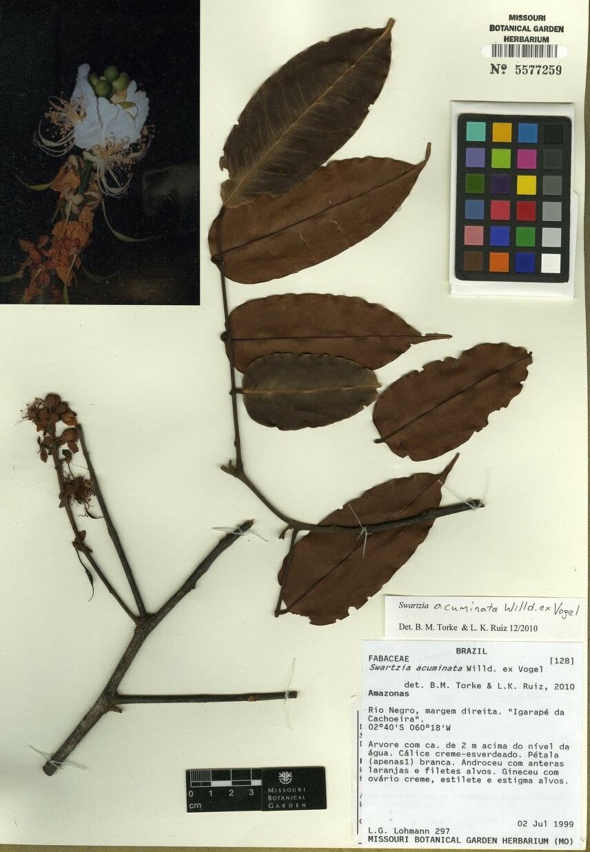 Swartzia acuminata other