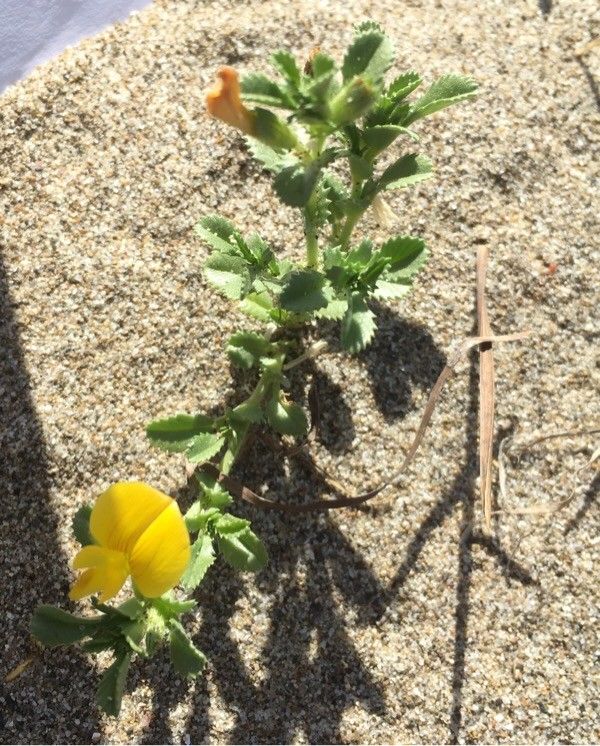 Ononis variegata — houseplant care guide