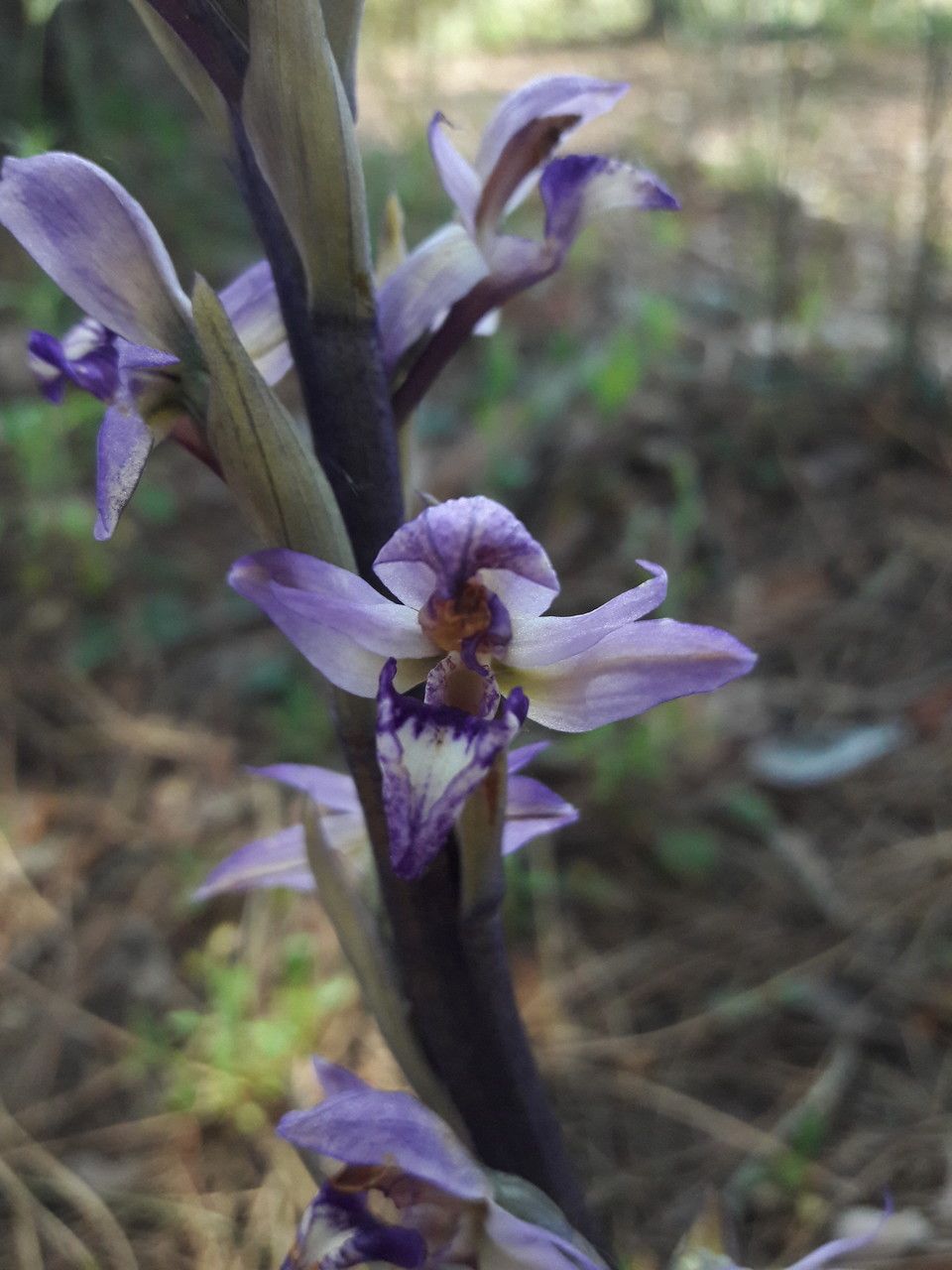 Limodorum abortivum flower