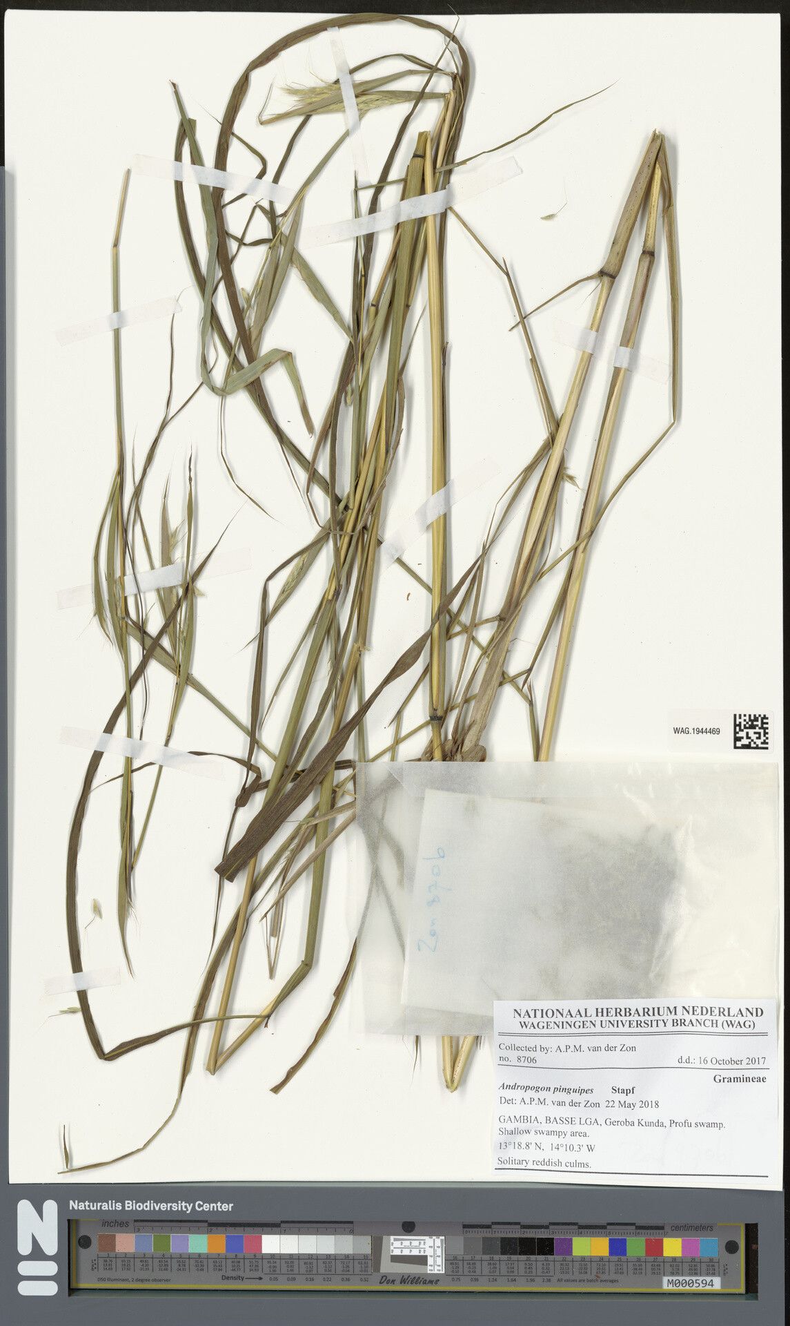 Andropogon pinguipes — search result for 'Andropogon'