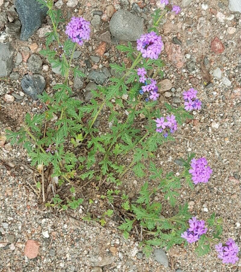 Glandularia venturii habit