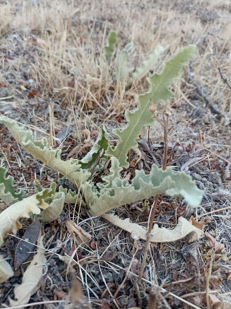 Verbascum undulatum — search result for 'Verbascum'