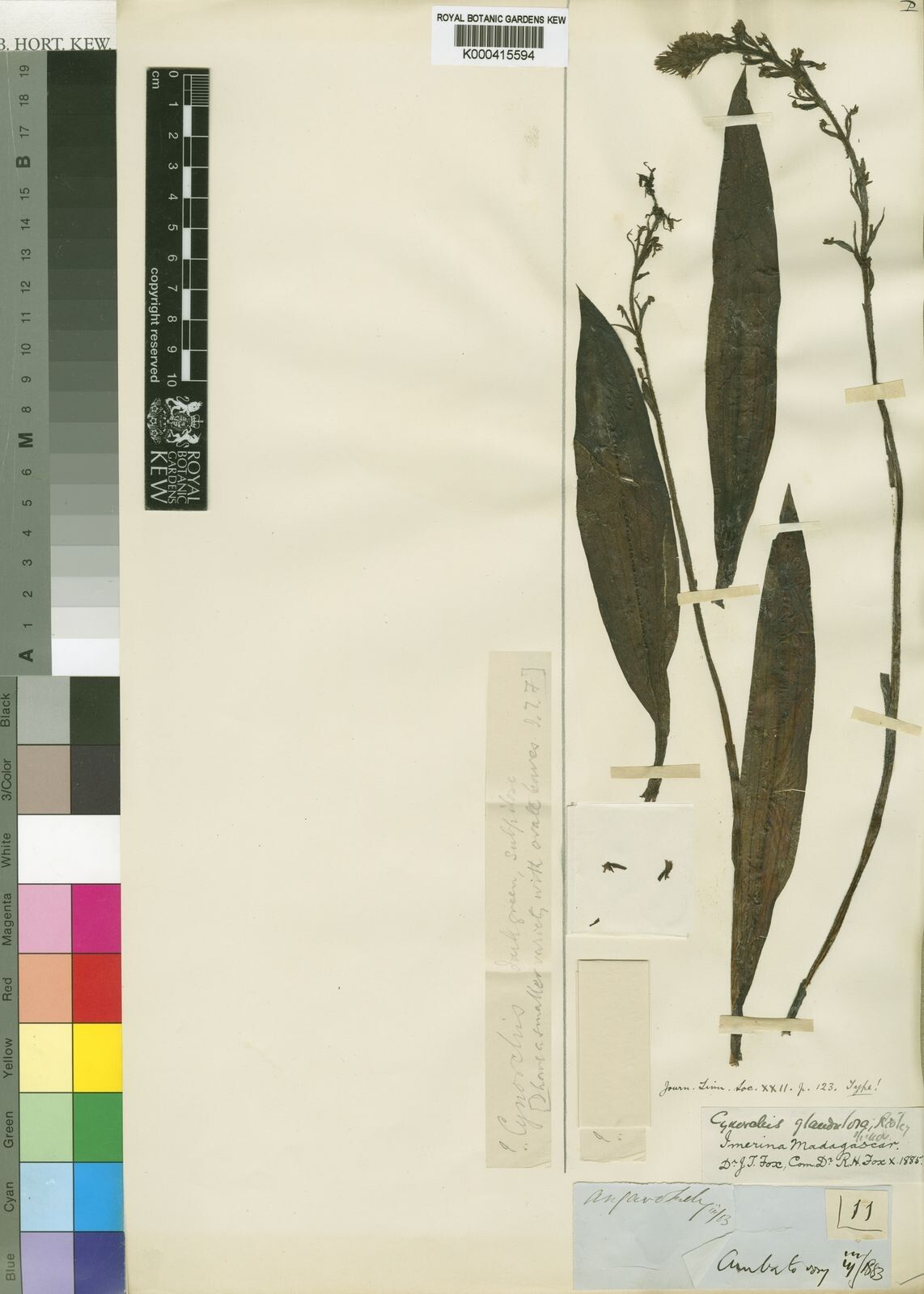 Cynorkis glandulosa — houseplant care guide