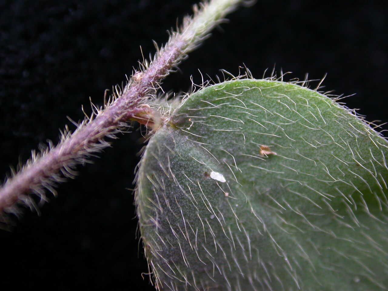 Crotalaria acicularis leaf