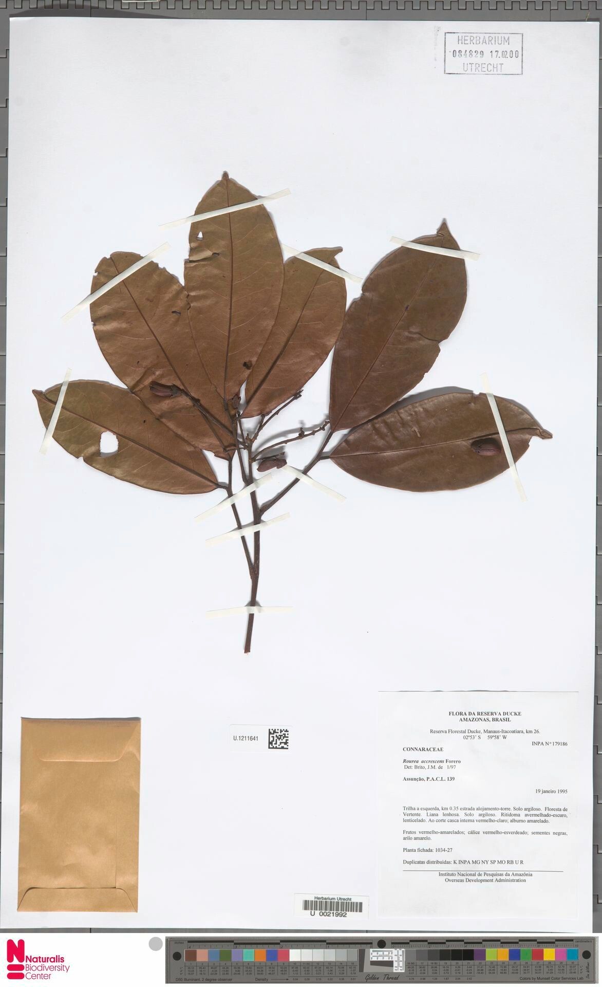 Rourea accrescens leaf