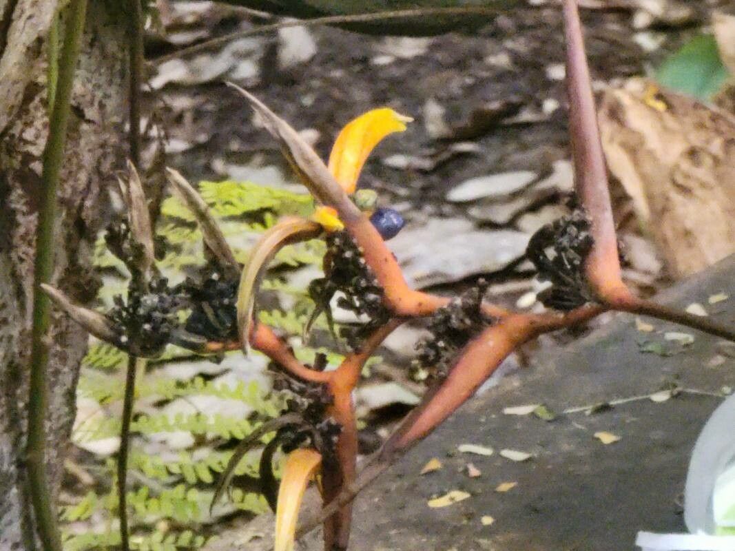 Vachellia cornigera fruit
