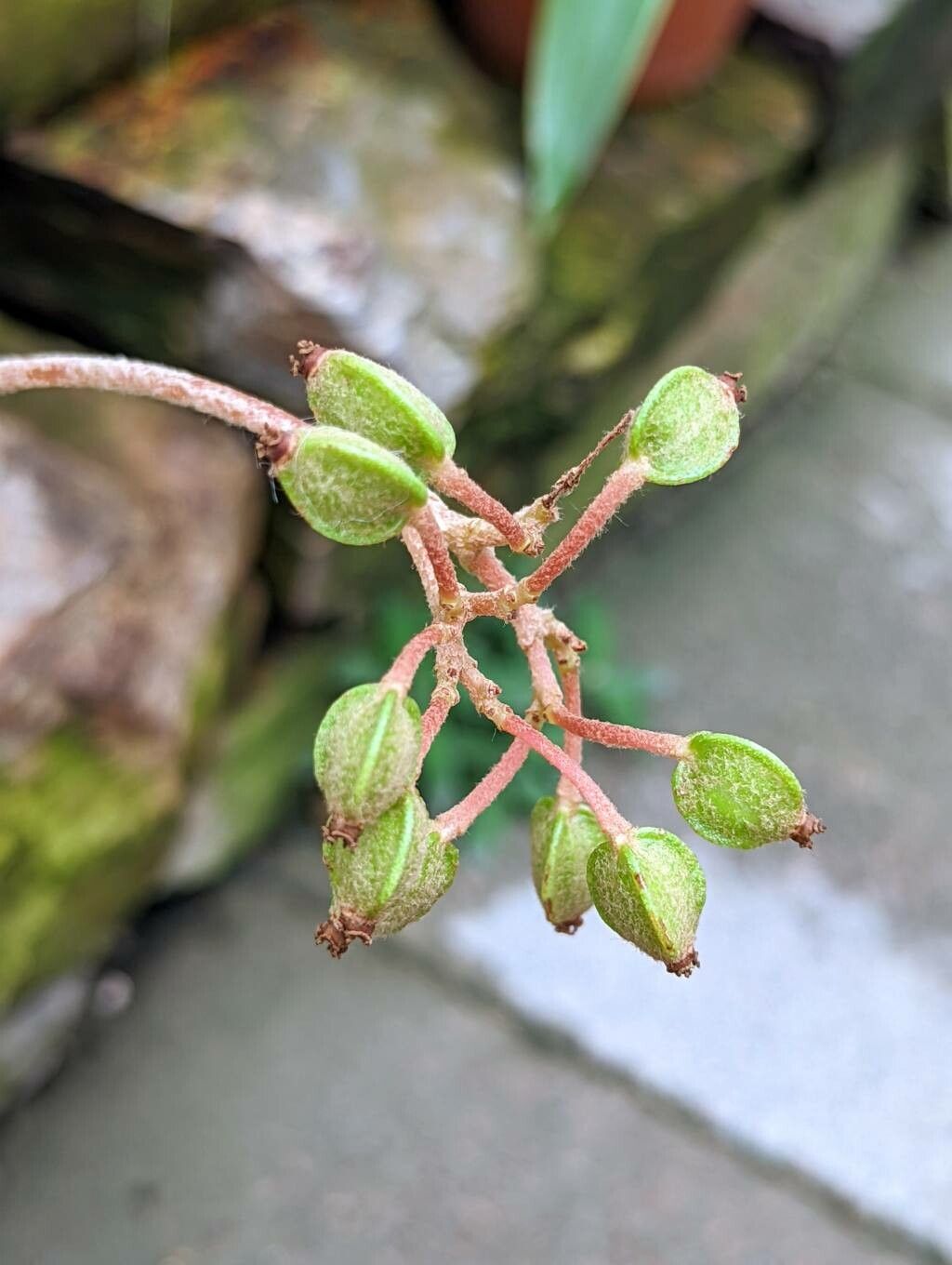 Begonia venosa fruit