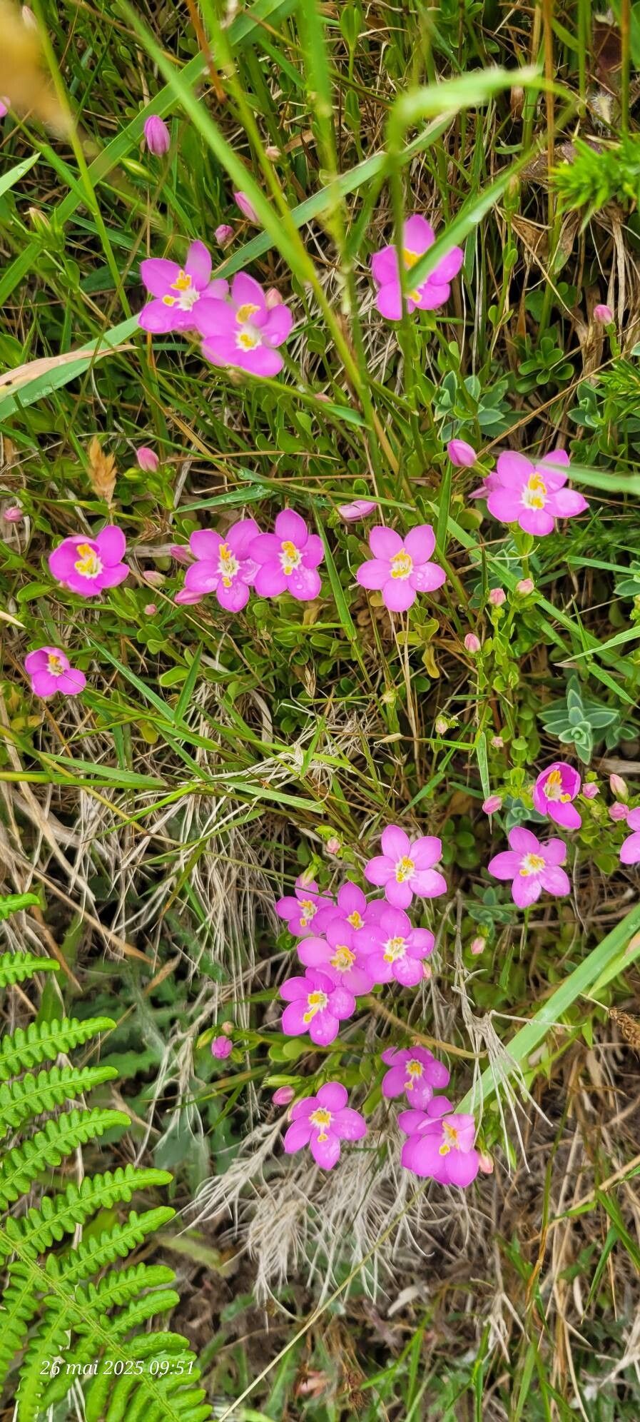 Centaurium portense habit
