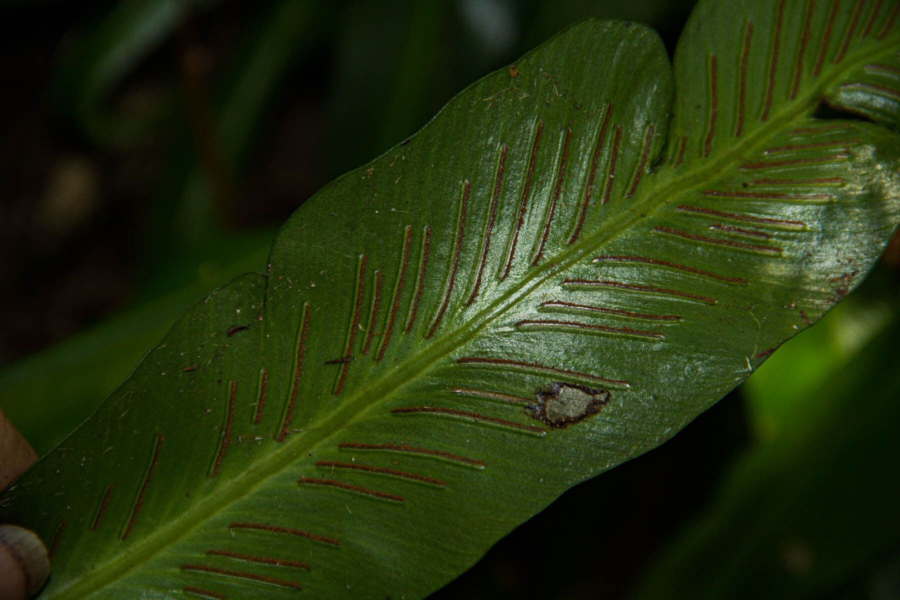 Asplenium holstii — houseplant care guide