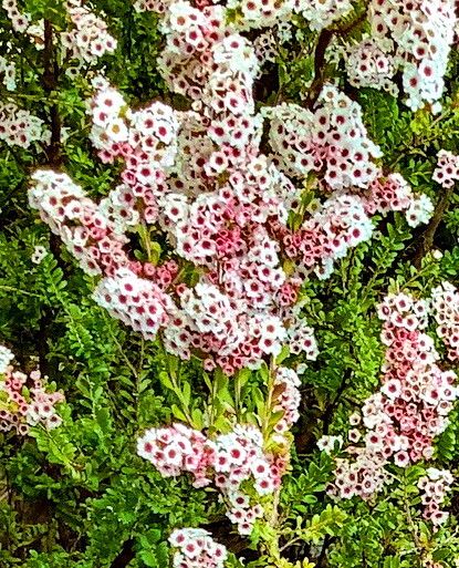 Thryptomene calycina — related species from the same genus