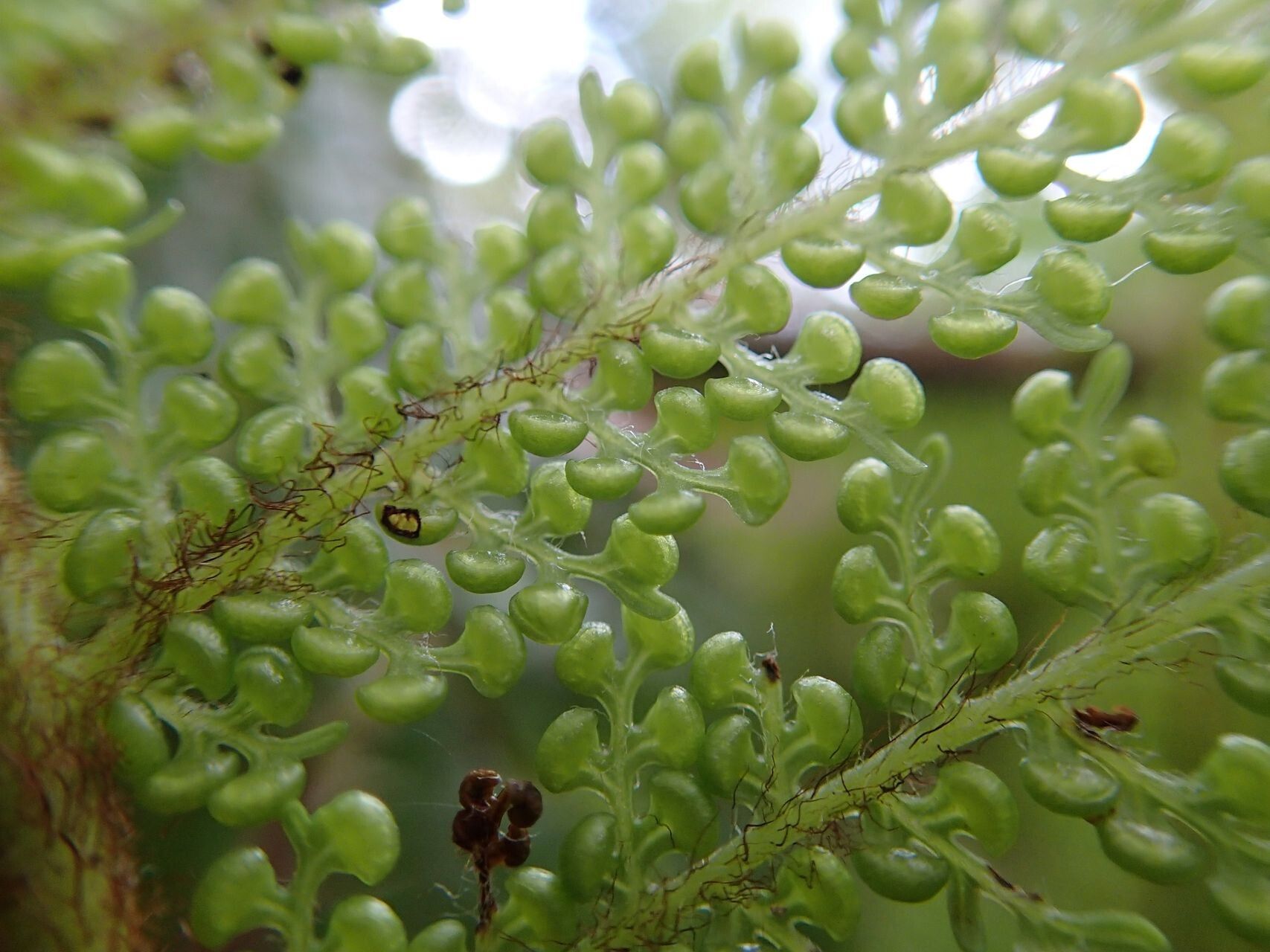 Dicksonia munzingeri — houseplant care guide