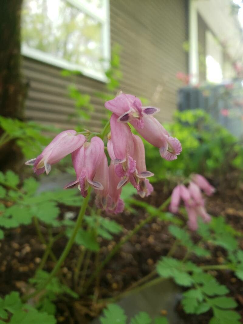 Dicentra eximia flower