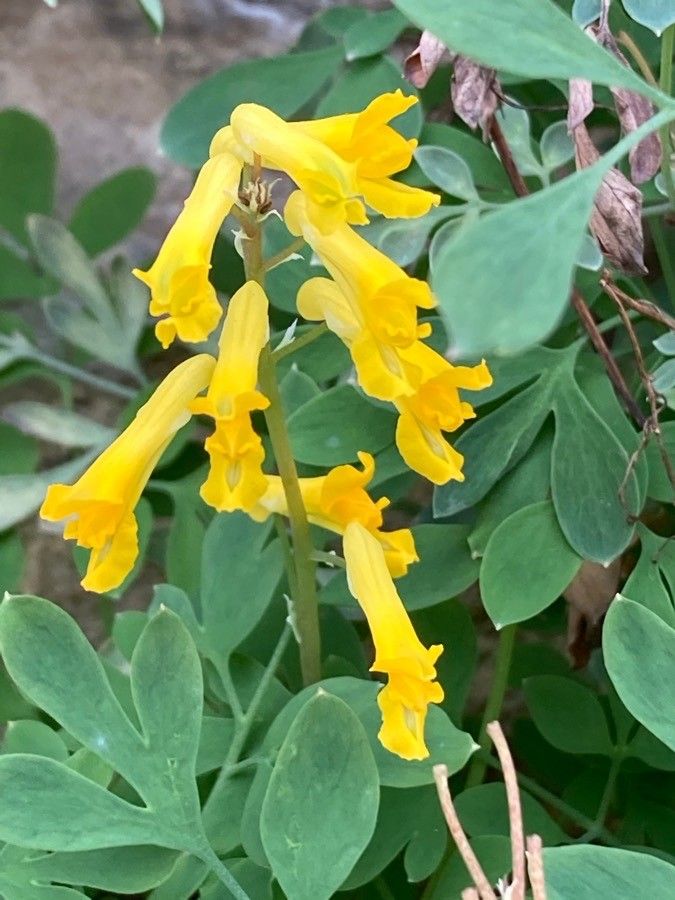 Pseudofumaria lutea flower