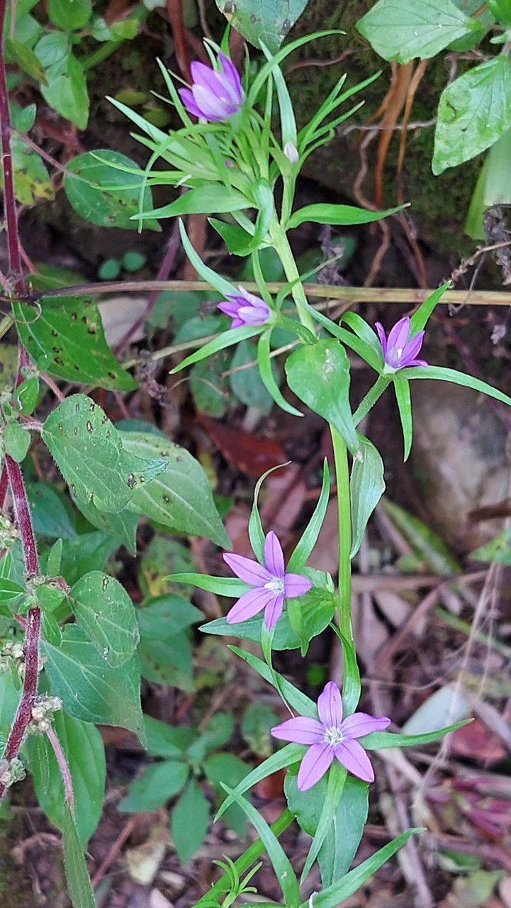 Legousia falcata — related species from the same genus
